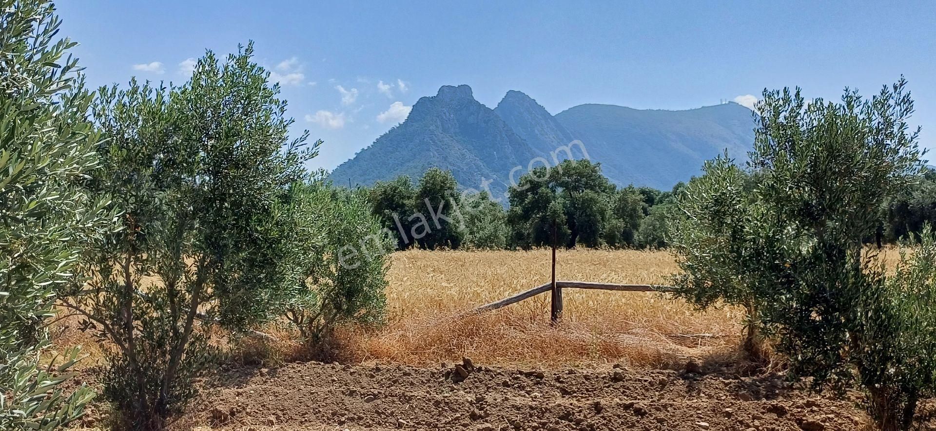 Muğla Milas Ören De Satılık Çiftlik Evi Ve Arazisi 5800 M2 - Görsel 9