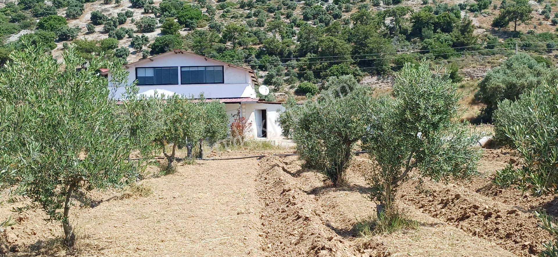 Muğla Milas Ören De Satılık Çiftlik Evi Ve Arazisi 5800 M2 - Görsel 12