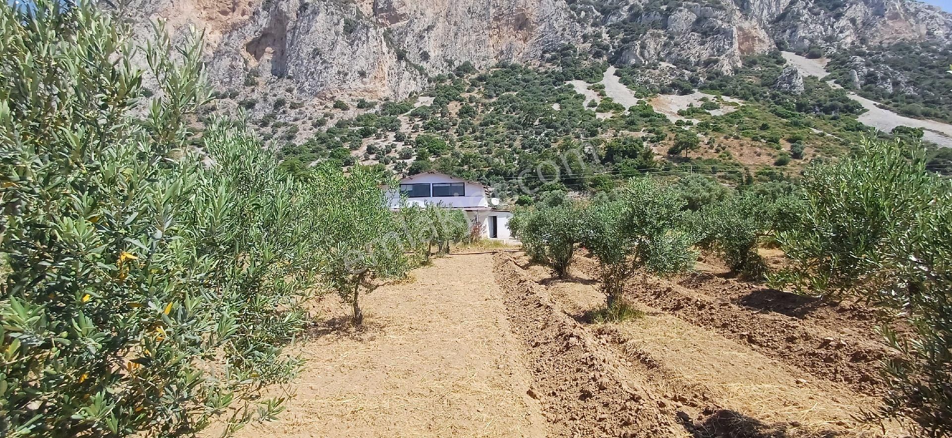 Muğla Milas Ören De Satılık Çiftlik Evi Ve Arazisi 5800 M2 - Görsel 8