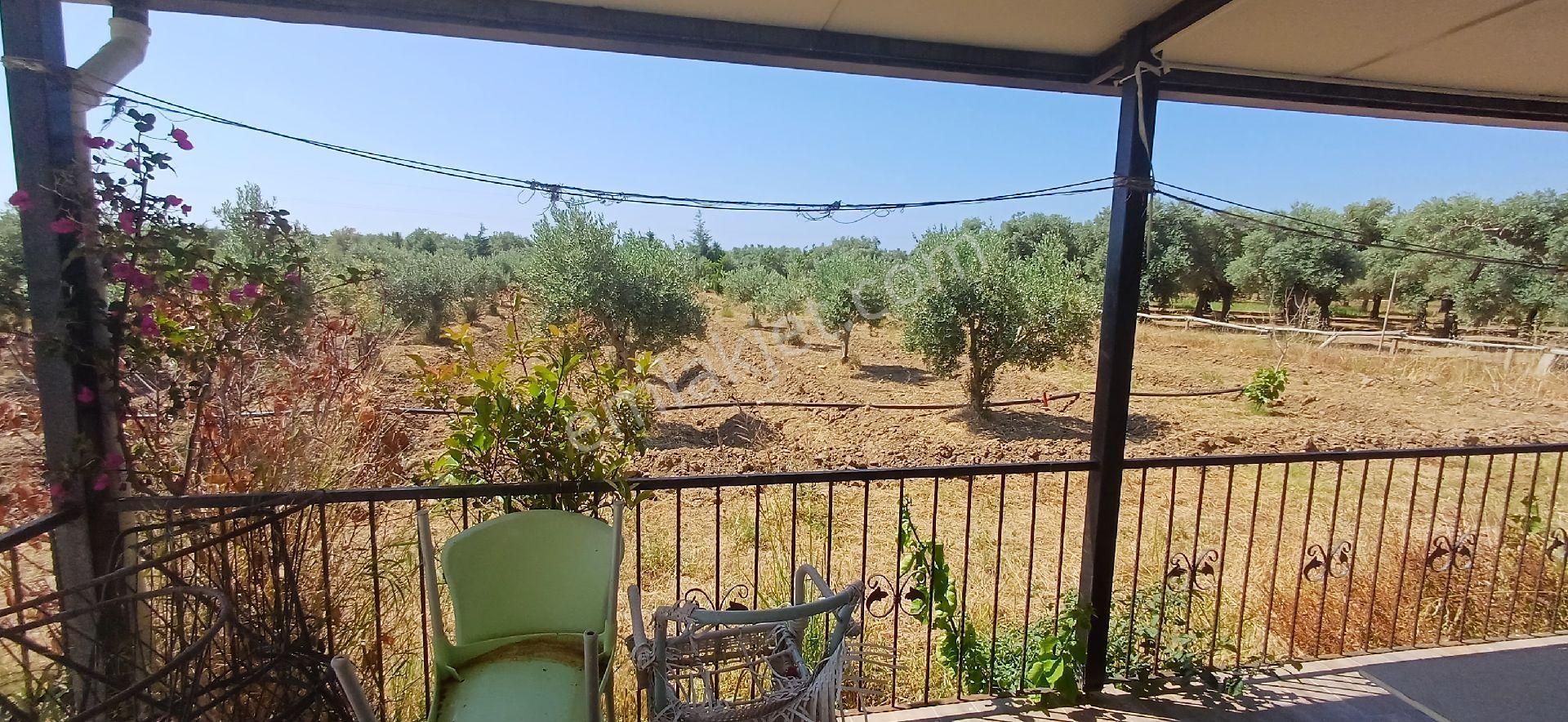 Muğla Milas Ören De Satılık Çiftlik Evi Ve Arazisi 5800 M2 - Görsel 3