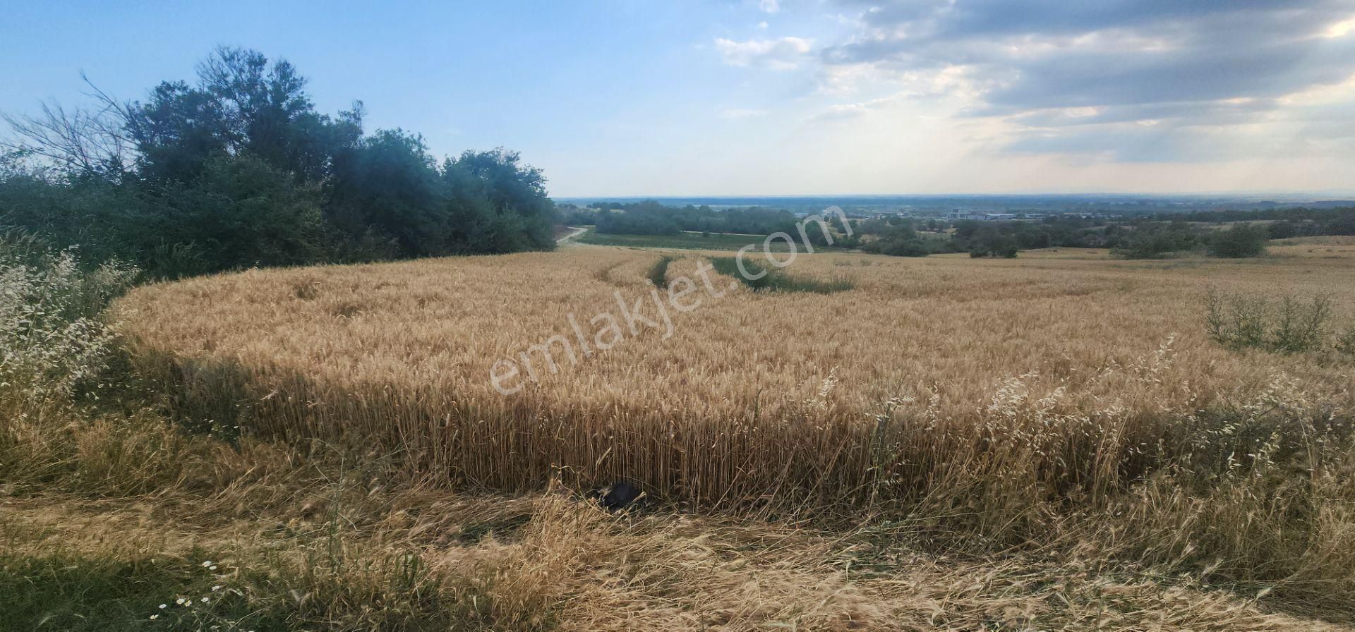 Edirne Kocasinan (100 Yıl) Mah'de, İmara Yakın, Satılık Tarla