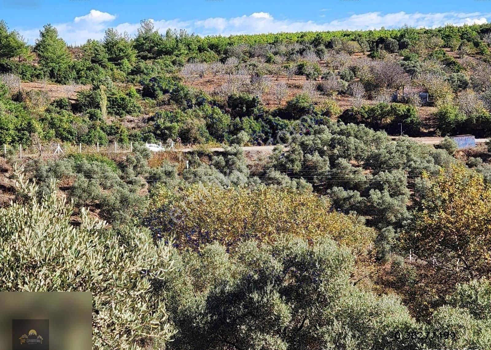 Kuşadası Çınar Köy 4600 M2 Satılık Zeytinlik - Görsel 3