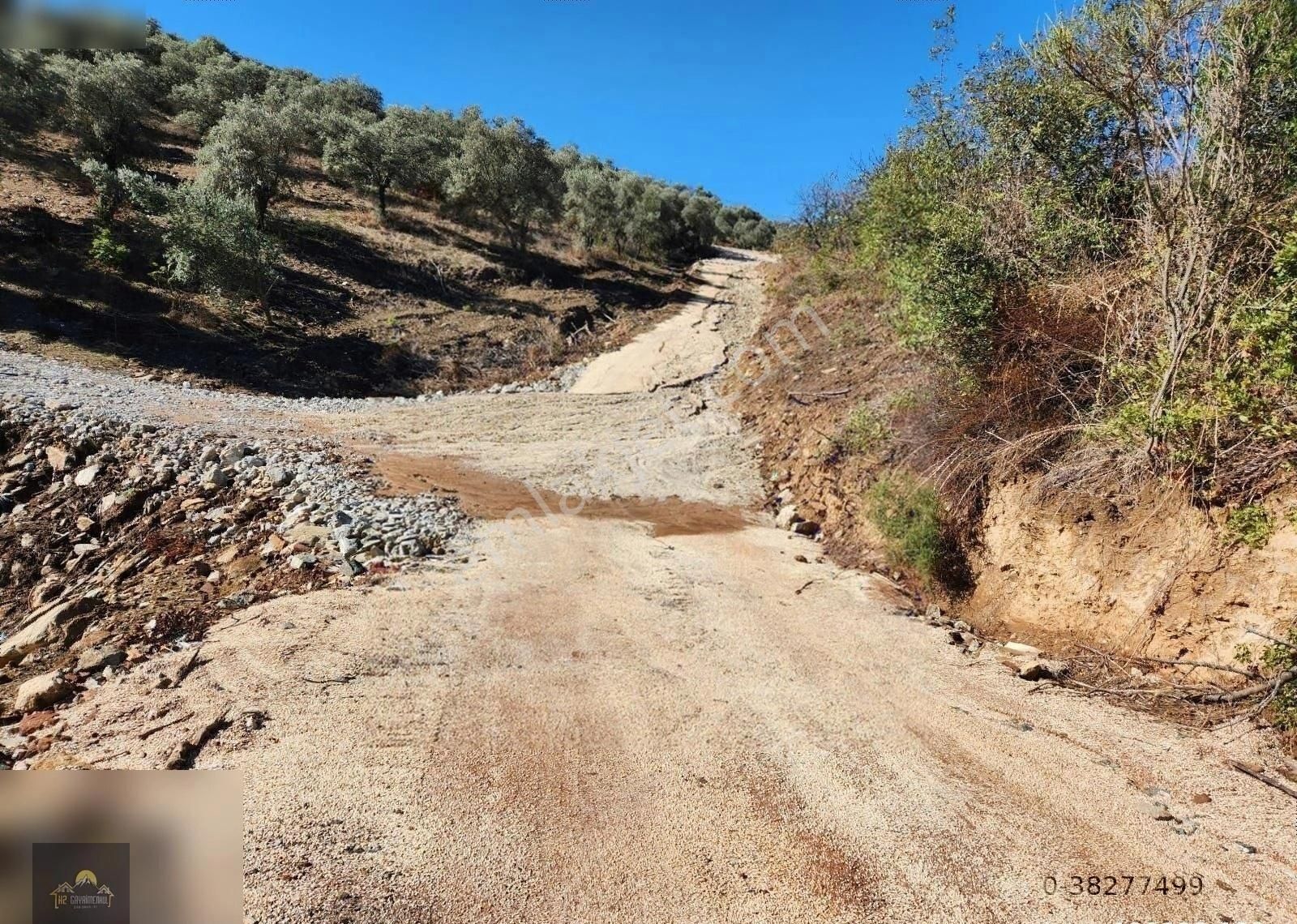 Kuşadası Çınar Köy 4600 M2 Satılık Zeytinlik - Görsel 5