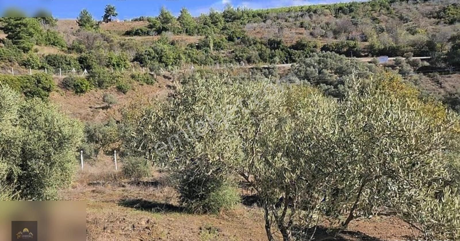 Kuşadası Çınar Köy 4600 M2 Satılık Zeytinlik - Görsel 4