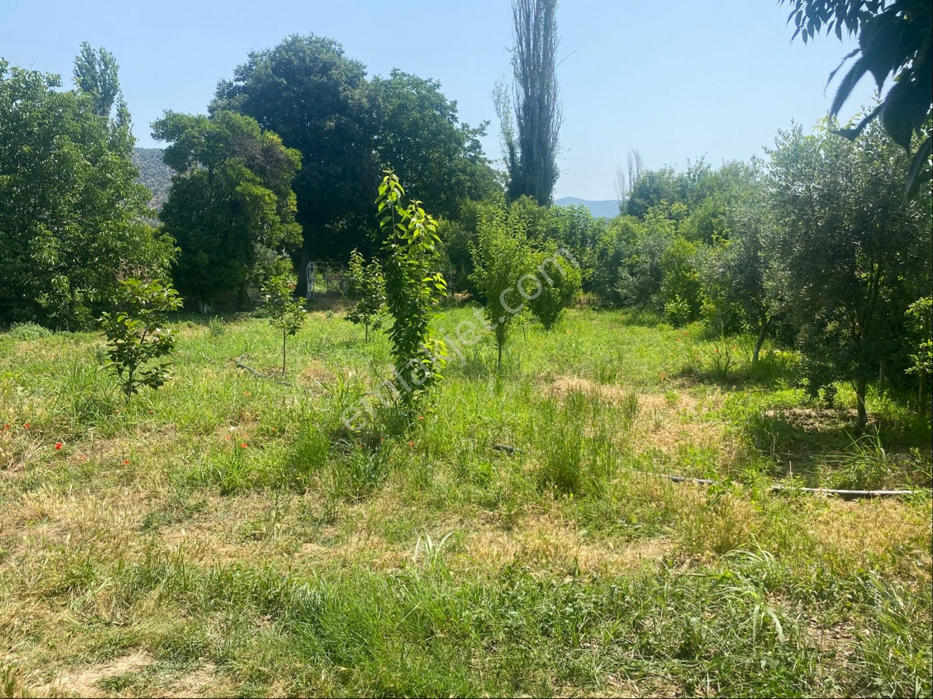 İzmir Bayındır Zeytinova Mh Satılık Bahçe - Görsel 7