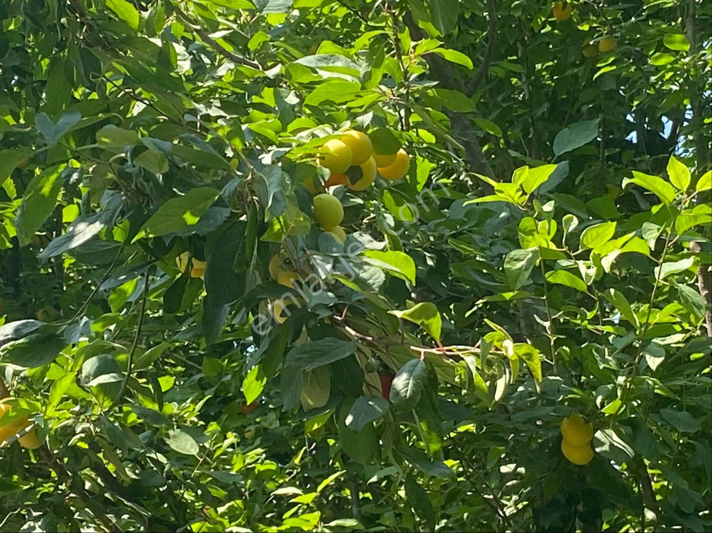 İzmir Bayındır Zeytinova Mh Satılık Bahçe - Görsel 30