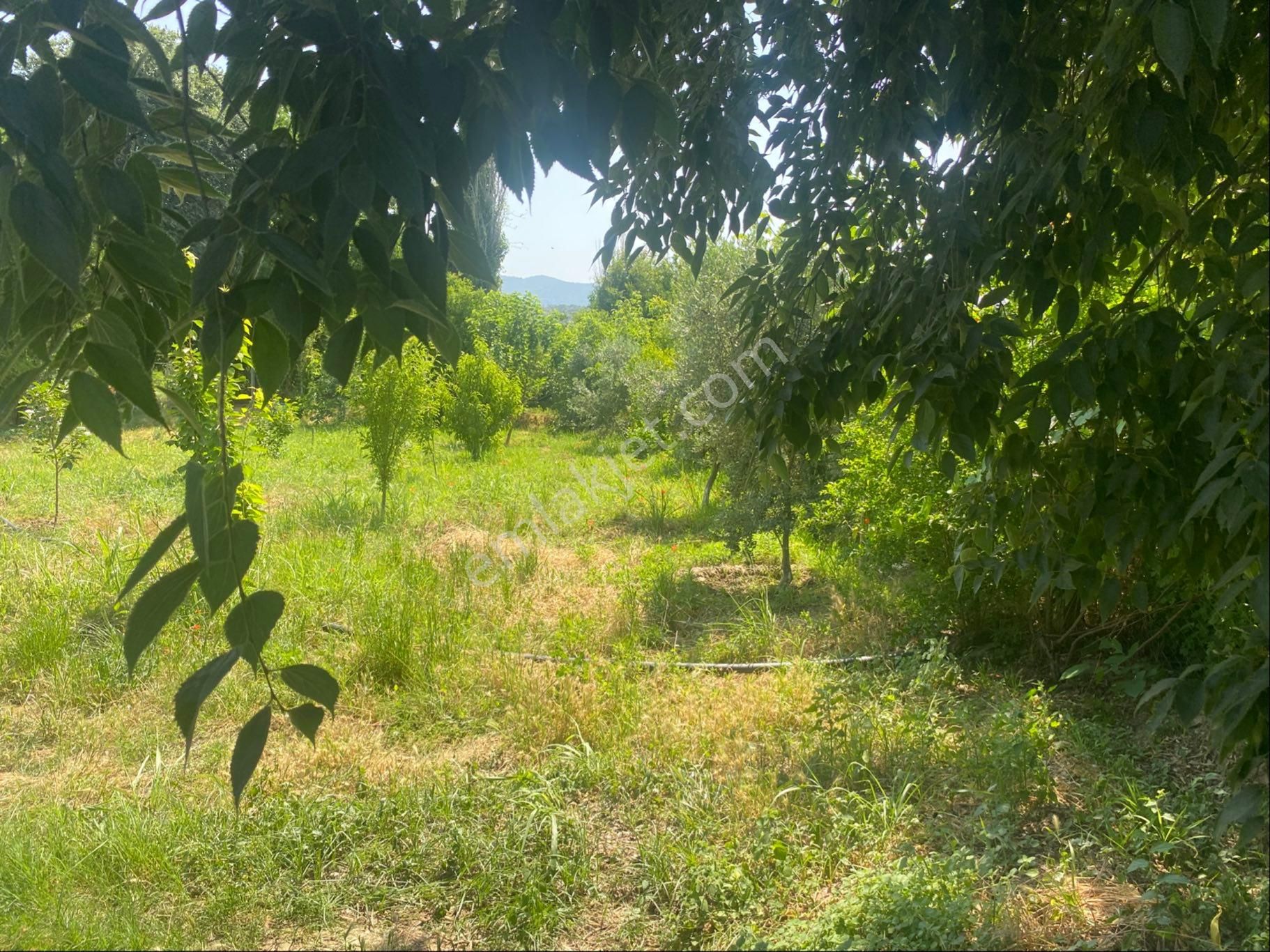 İzmir Bayındır Zeytinova Mh Satılık Bahçe - Görsel 9