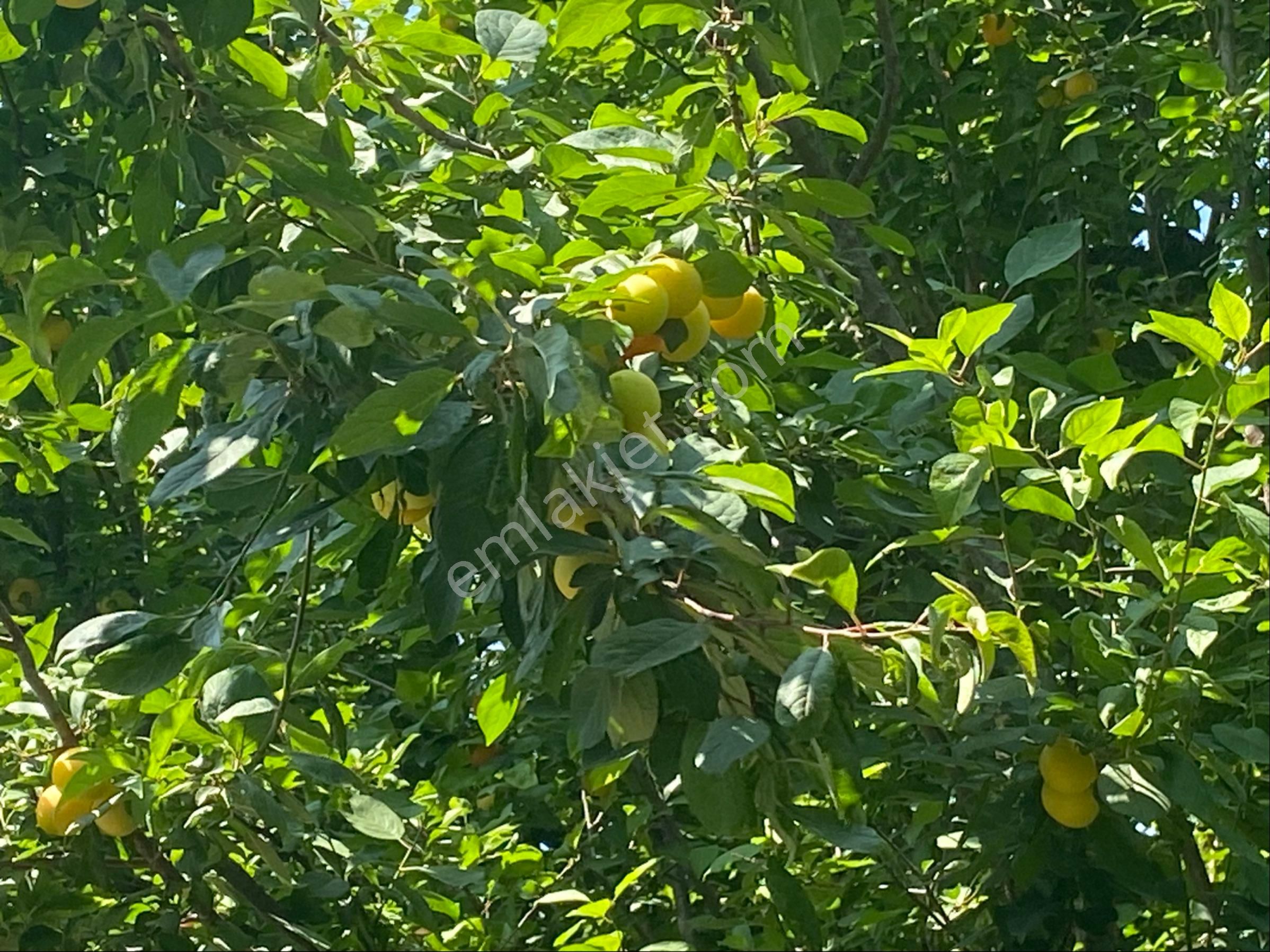 İzmir Bayındır Zeytinova Mh Satılık Bahçe - Görsel 29