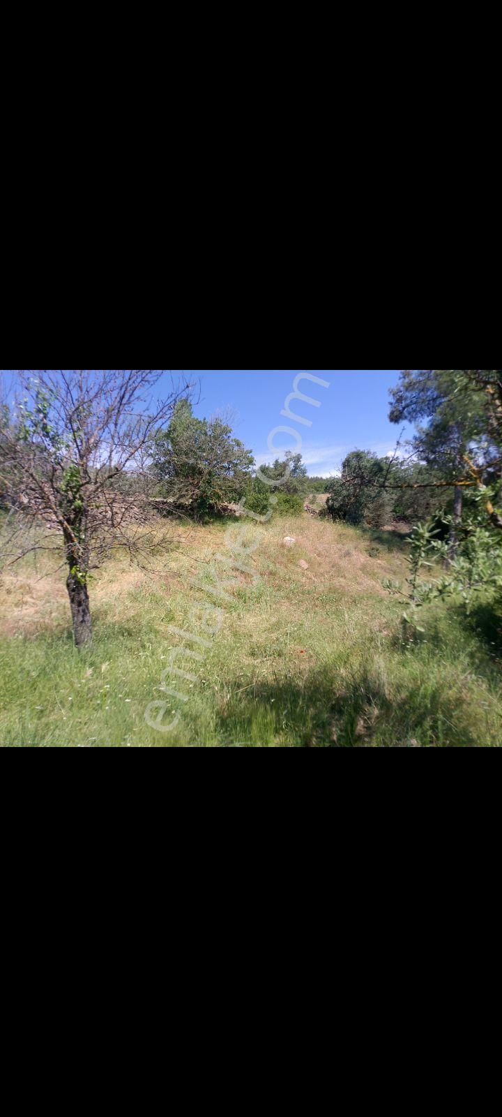 Aydın Muğla Sınırında Yatırımlık Tarla