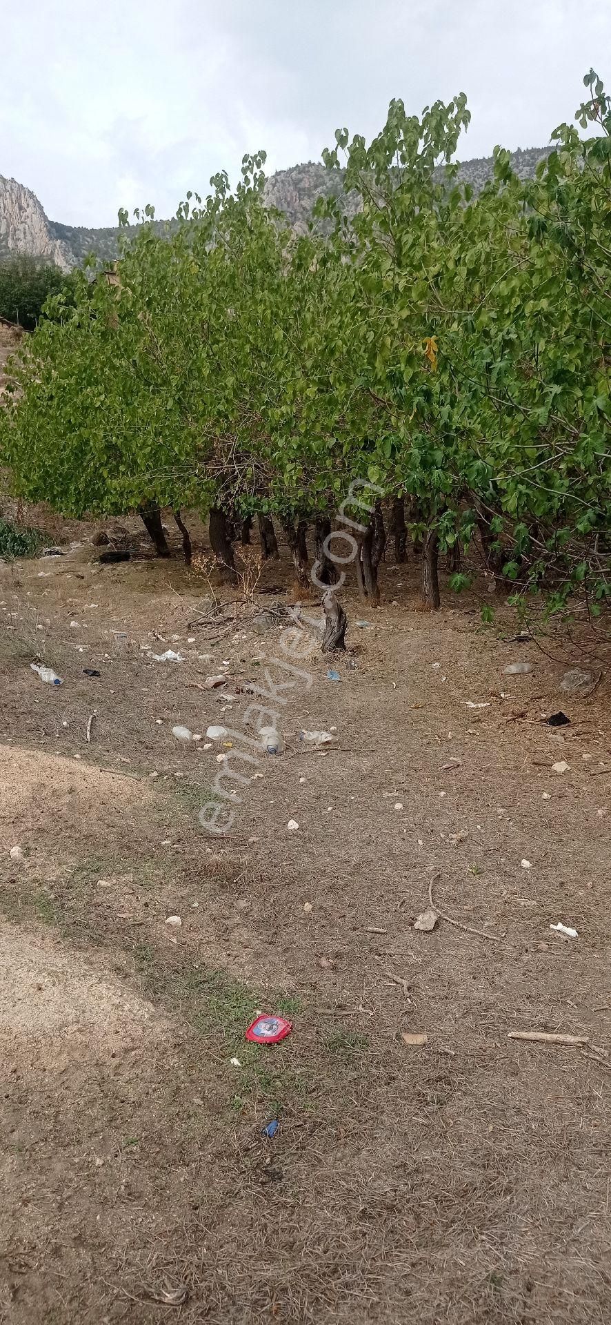 Bilecik Söğüt Kayabal Köyünde İmarli Arsa