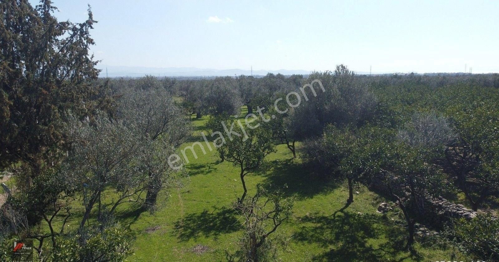Zeytinli’de Köye Çok Yakın, Suyu Mevcut 2.135m2 Zeytinlik - Görsel 3