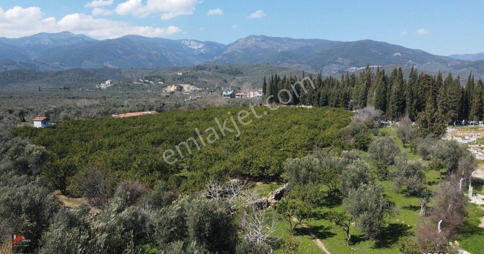 Zeytinli’de Köye Çok Yakın, Suyu Mevcut 2.135m2 Zeytinlik - Görsel 9