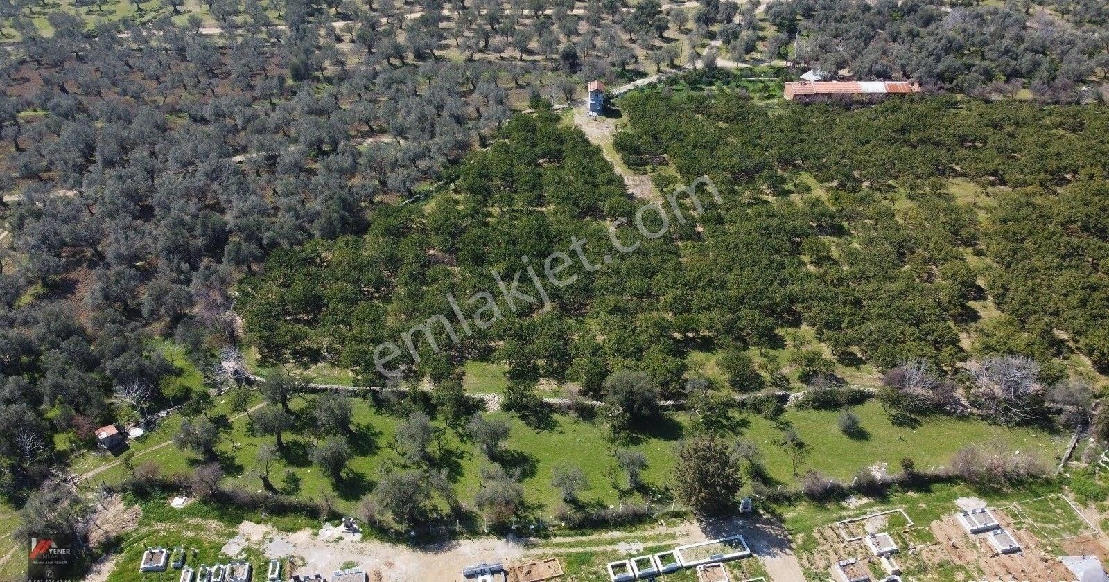 Zeytinli’de Köye Çok Yakın, Suyu Mevcut 2.135m2 Zeytinlik - Görsel 11