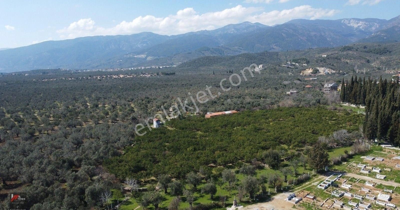 Zeytinli’de Köye Çok Yakın, Suyu Mevcut 2.135m2 Zeytinlik - Görsel 4