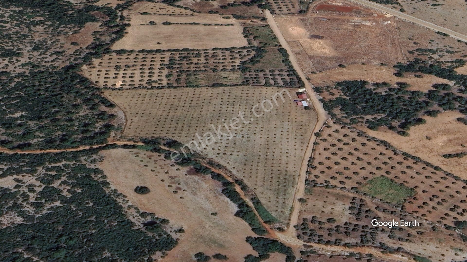 Muğla Menteşe Çırpıda 18471 M2 Yapı Kayıt Belgeli Zeytinlik
