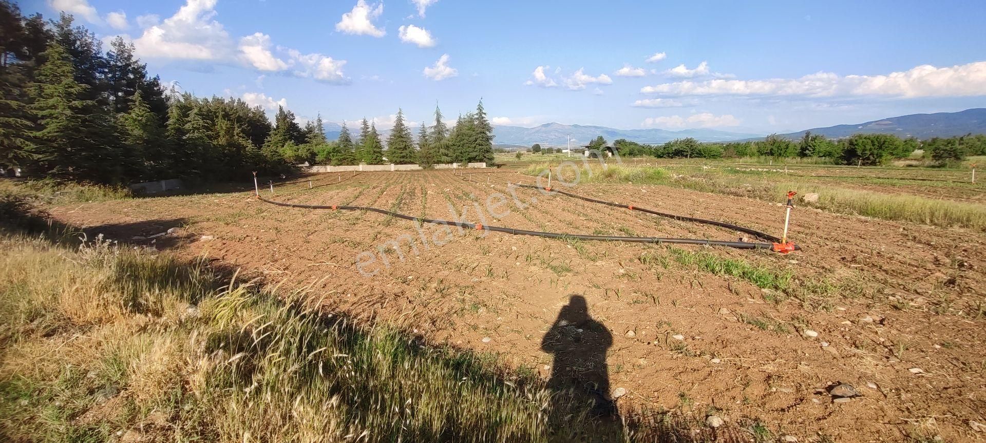 Acıpayam Akalanda Yola Sıfır Yerleşime Çok Yakın 1731 M2 Sulanabilir Tarla