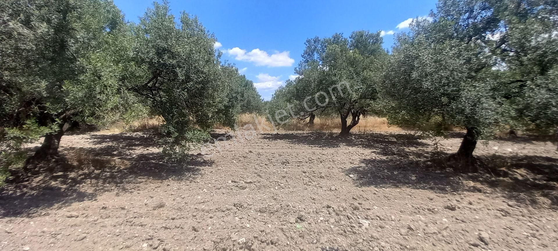 Akhisar B.osmaniye De Satılık 13.dönüm Domat Zeytinlik 4.550.000 Tl - Görsel 7