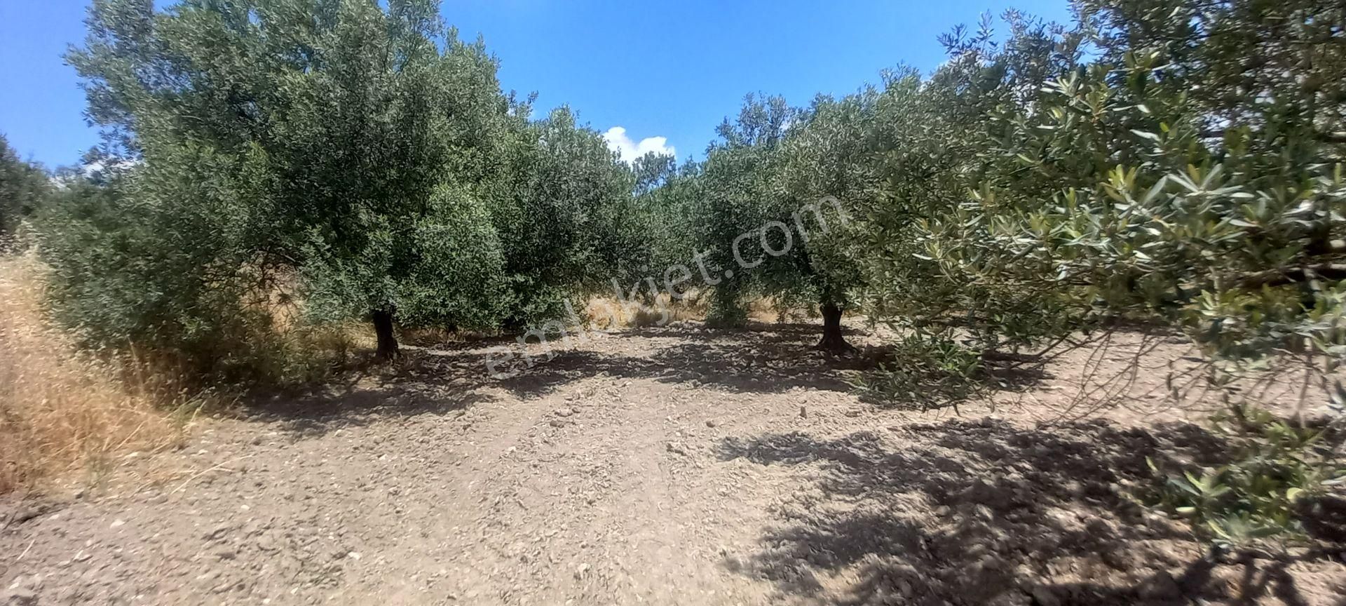 Akhisar B.osmaniye De Satılık 13.dönüm Domat Zeytinlik 4.550.000 Tl - Görsel 17
