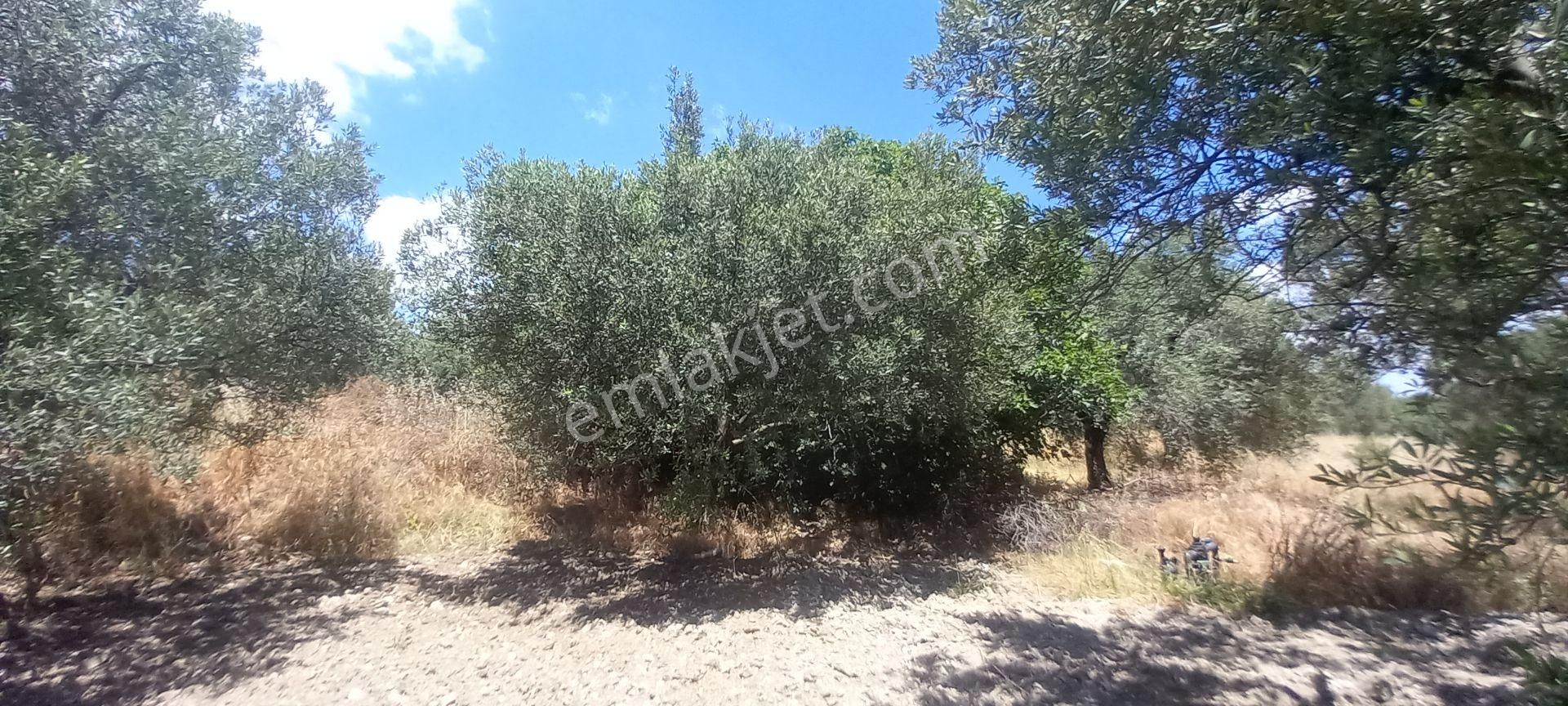 Akhisar B.osmaniye De Satılık 13.dönüm Domat Zeytinlik 4.550.000 Tl - Görsel 14