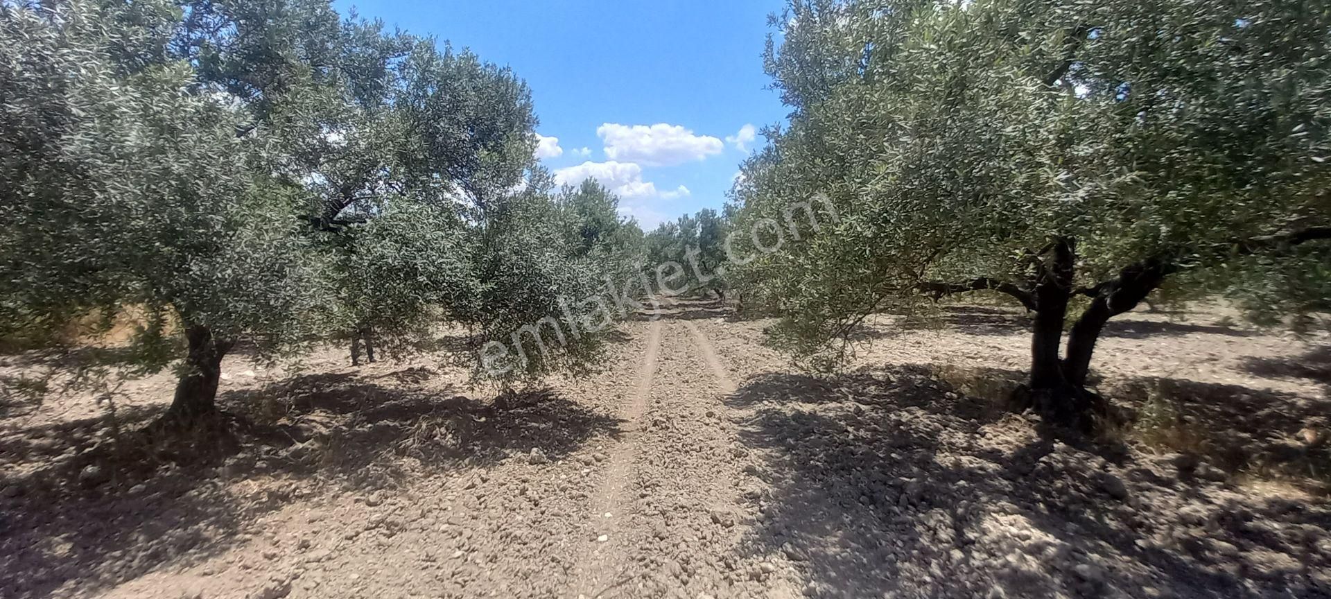 Akhisar B.osmaniye De Satılık 13.dönüm Domat Zeytinlik 4.550.000 Tl - Görsel 9