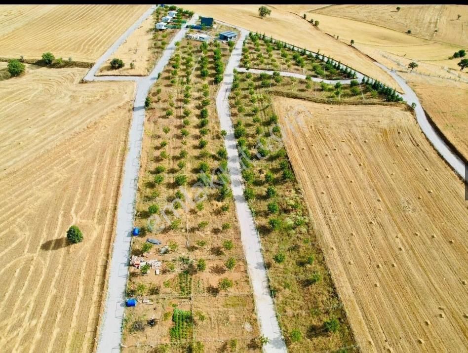 Akyurt Karacalar Mahallesi Yetişkin Meyve Ağaçlı Bahçe 250 M2