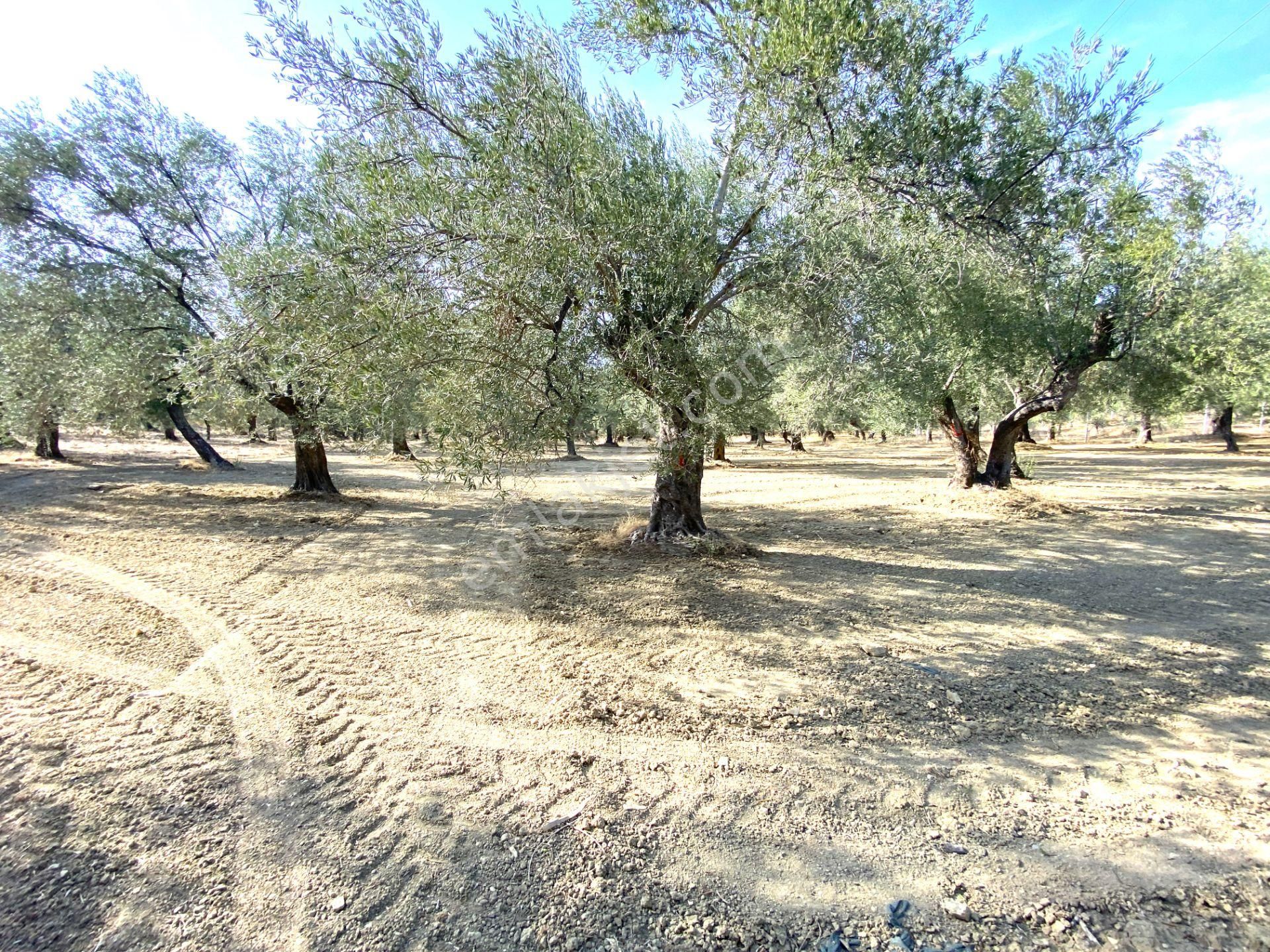 🌳gültaş Emlaktan Burhaniyede Satılık Yola Cephe Kelepir Muhteşem Zeytinlik🌳🌳