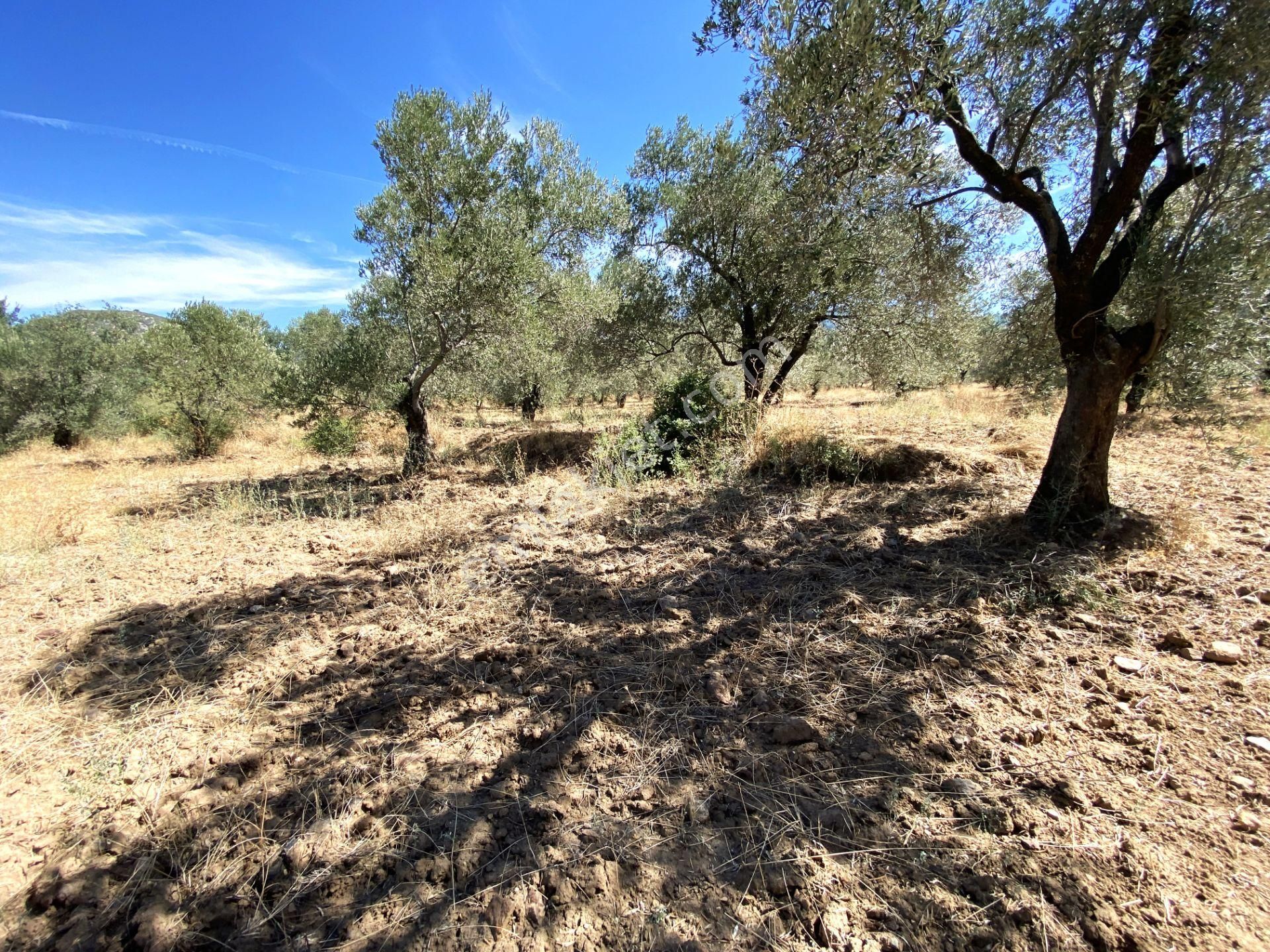 🌳gültaş Emlaktan Burhaniyede Satılık 765m2 İçeriside Zeytin Ağaçları Bulunan Şahane Tarla