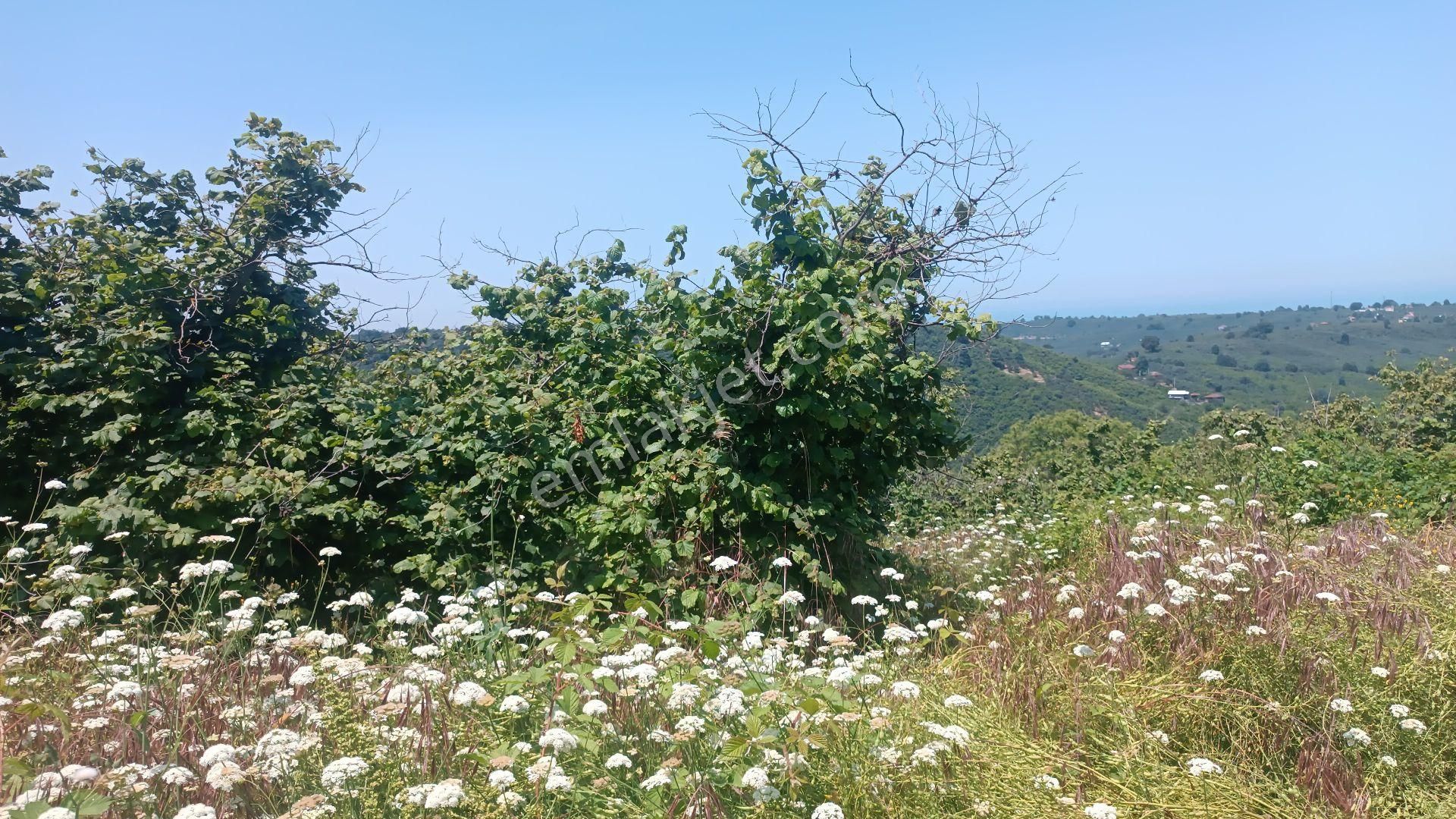 Akçakoca Satılık Fındık Bahçesi