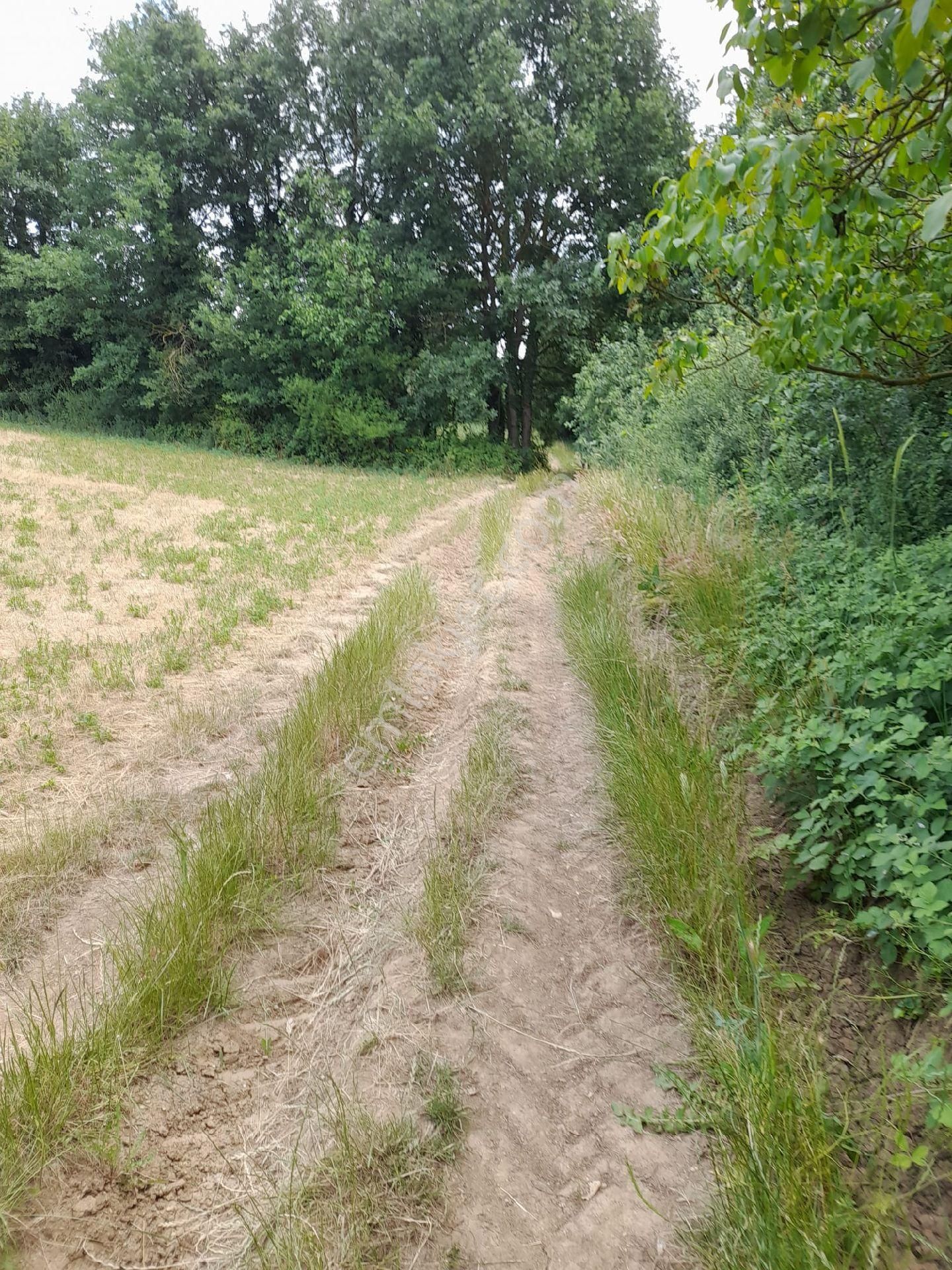 Saadet Korkmaz Emlak'tan Bursa Orhangazi'de Satılık 5 Parsel 20500 M2 Tarla