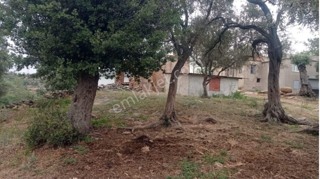 Milas Çiftlik Yatırım Ve Gelir İmkanına Sahip 5640 M2 Zeytinlik
