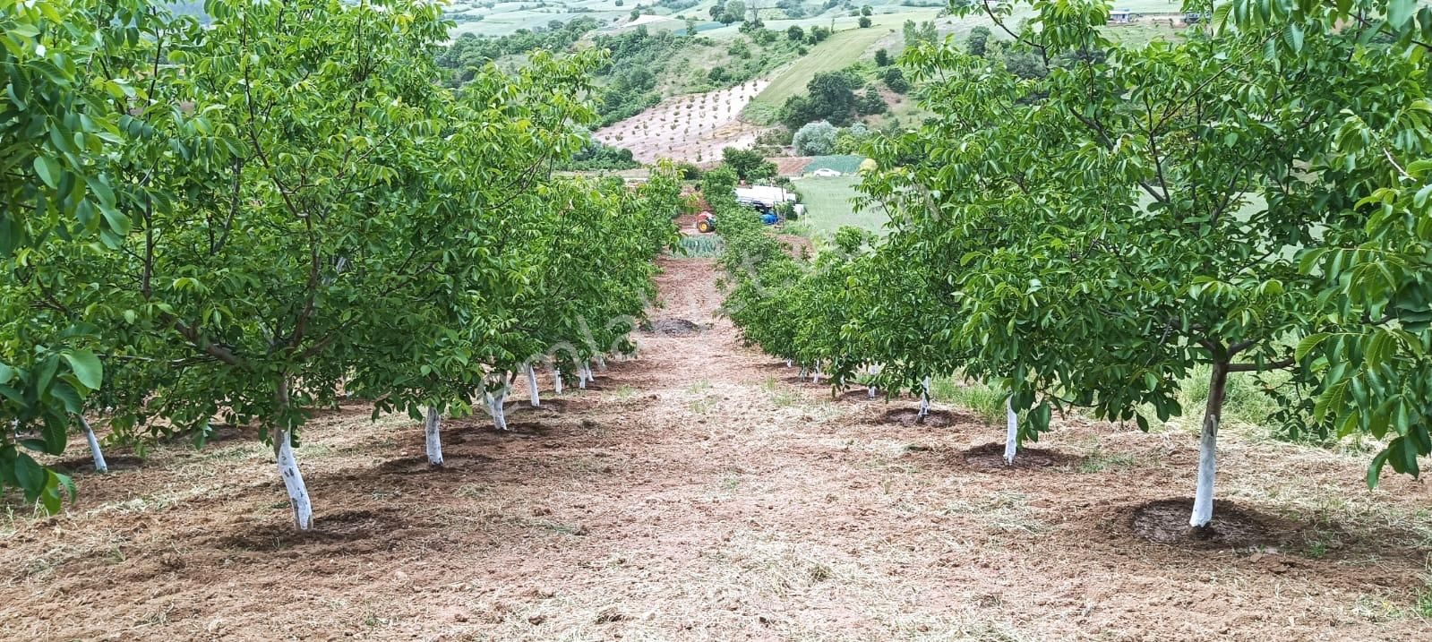Turyap Cıty'den Yenişehir'e Yakın Verimli Ceviz Ve Meyve Bahçesi