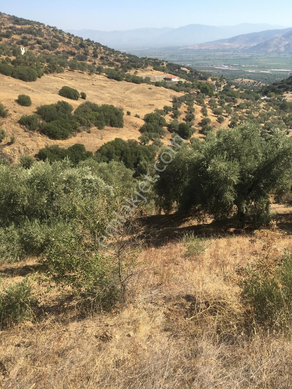 Bozdoğan Kavaklı Da Satılık Zeytinlik
