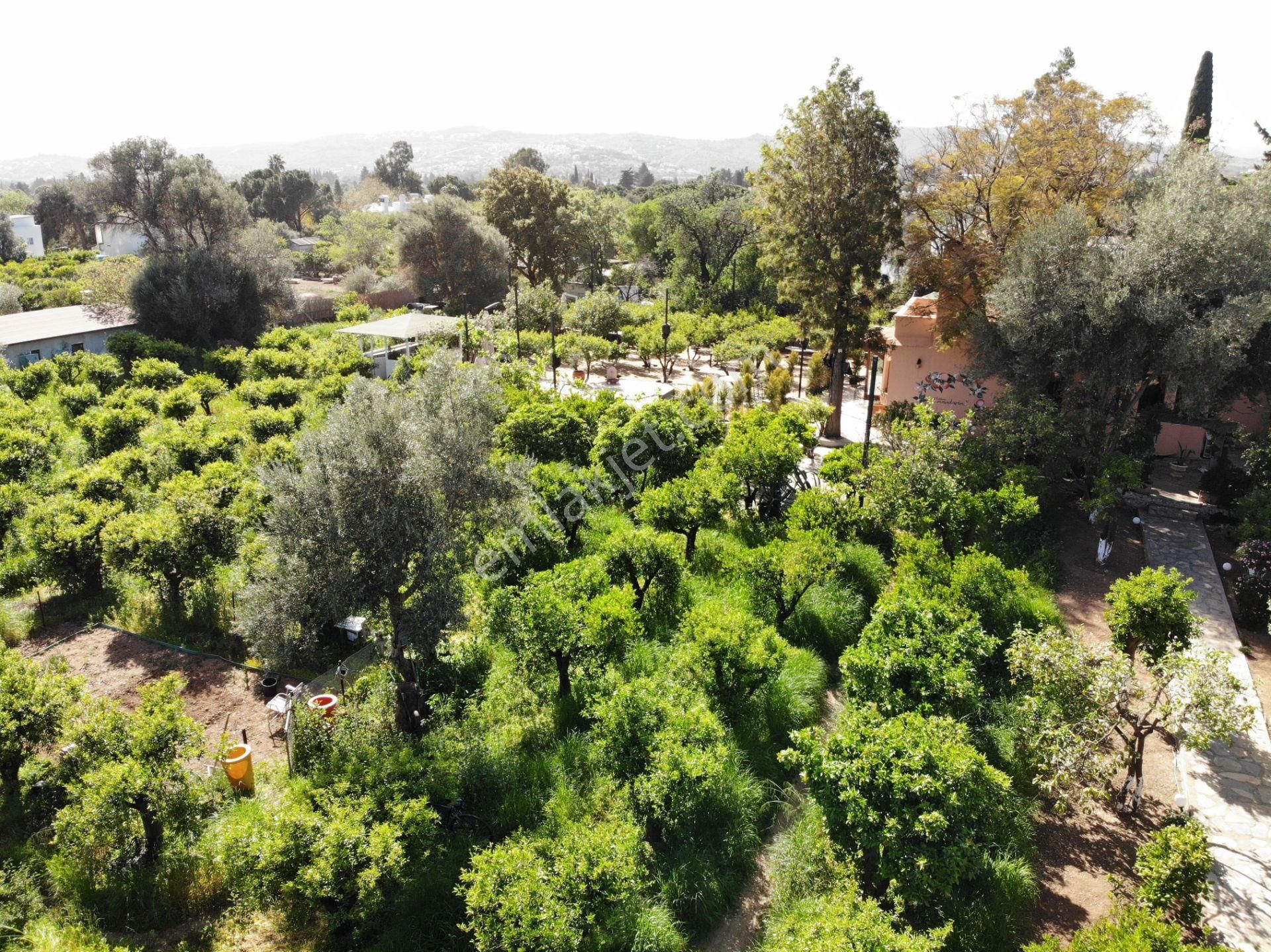 Bodrum Bitez’de 5398 M2 İçinde Kayıtlı Ev Ve Kuyusu Olan Bahçe - Görsel 8