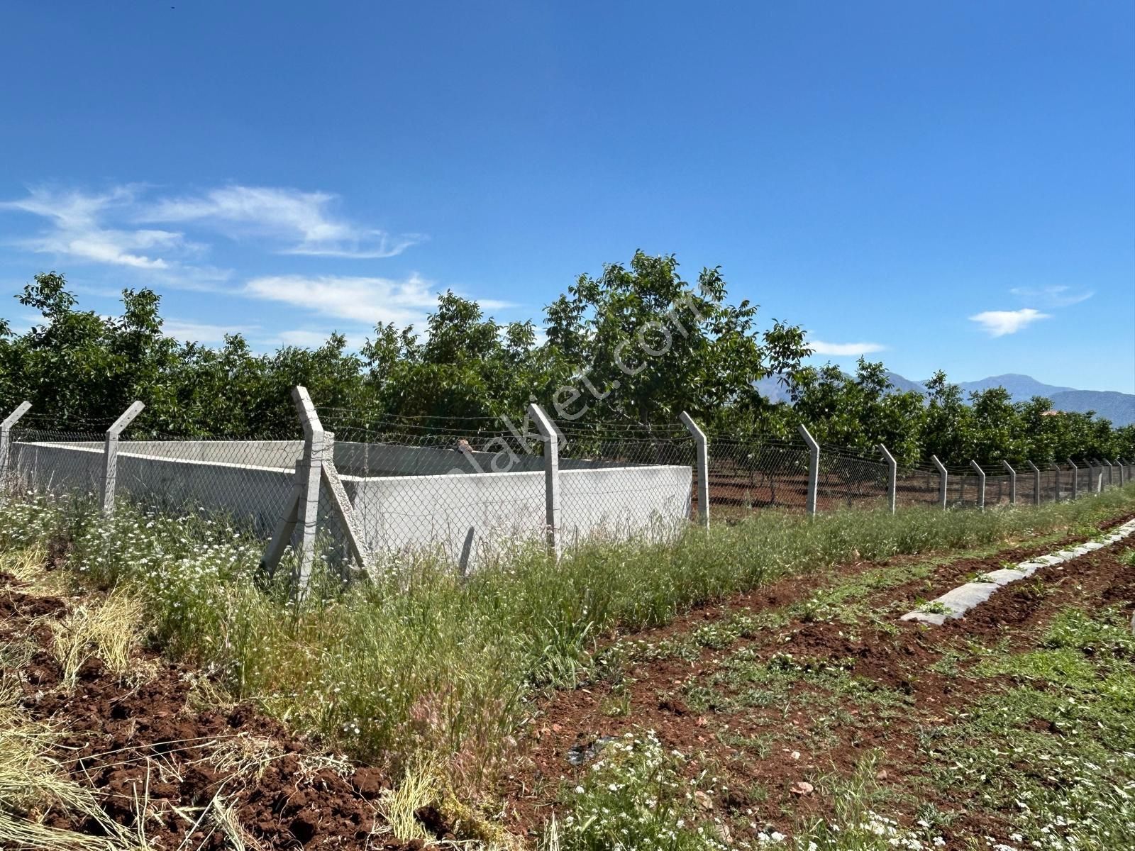 Satılık 15 Dönümlük Cevi Bahçesi + 2 Katlı Müstakil Ev + 50 Tonluk Sulama Havuzu + Sondaj + Elektrik - Görsel 7