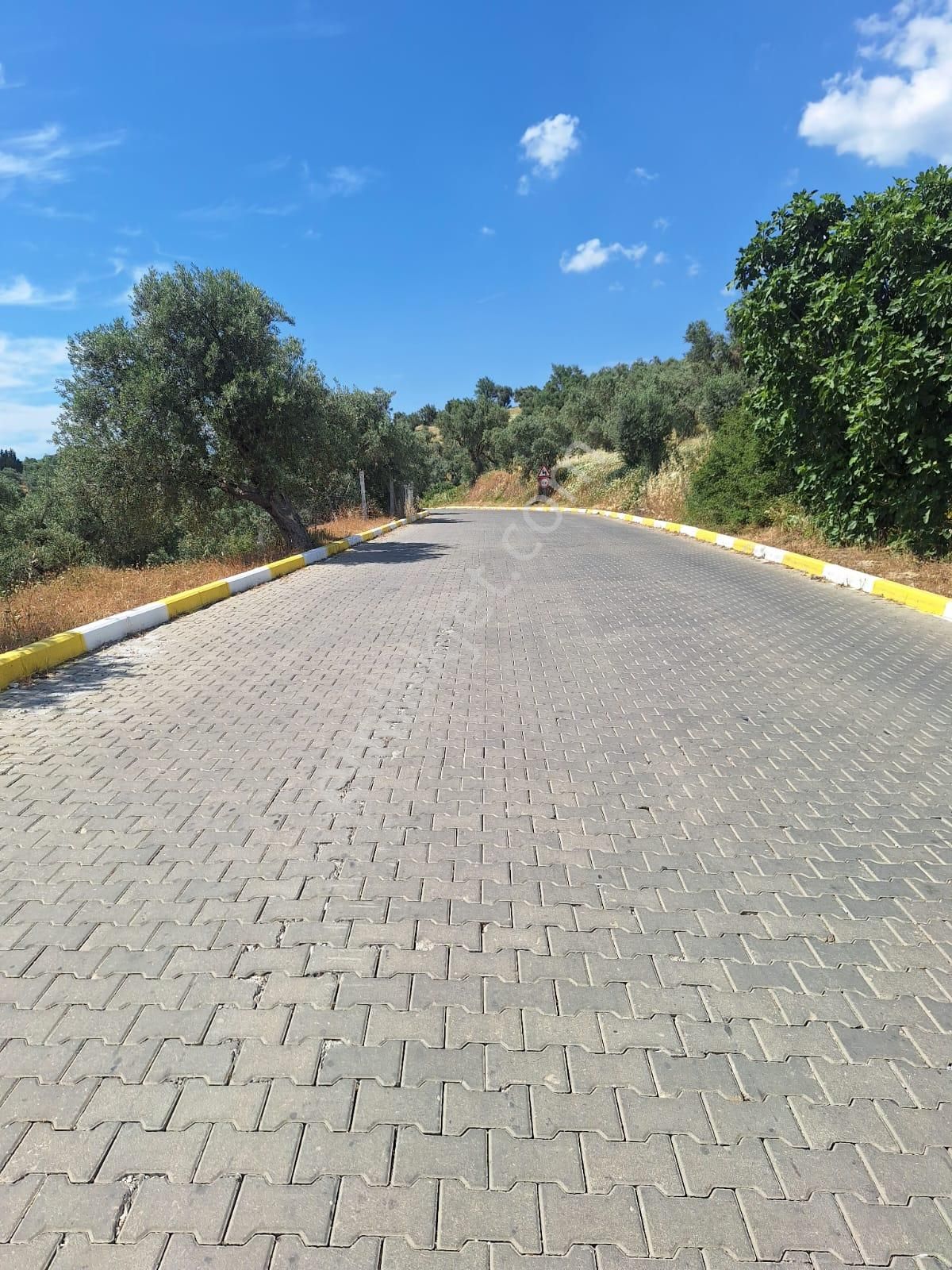 Yatırım Emlaktan Bozköy De 3688 M2 Tek Tapu Satılık Zeytinlik Tarla