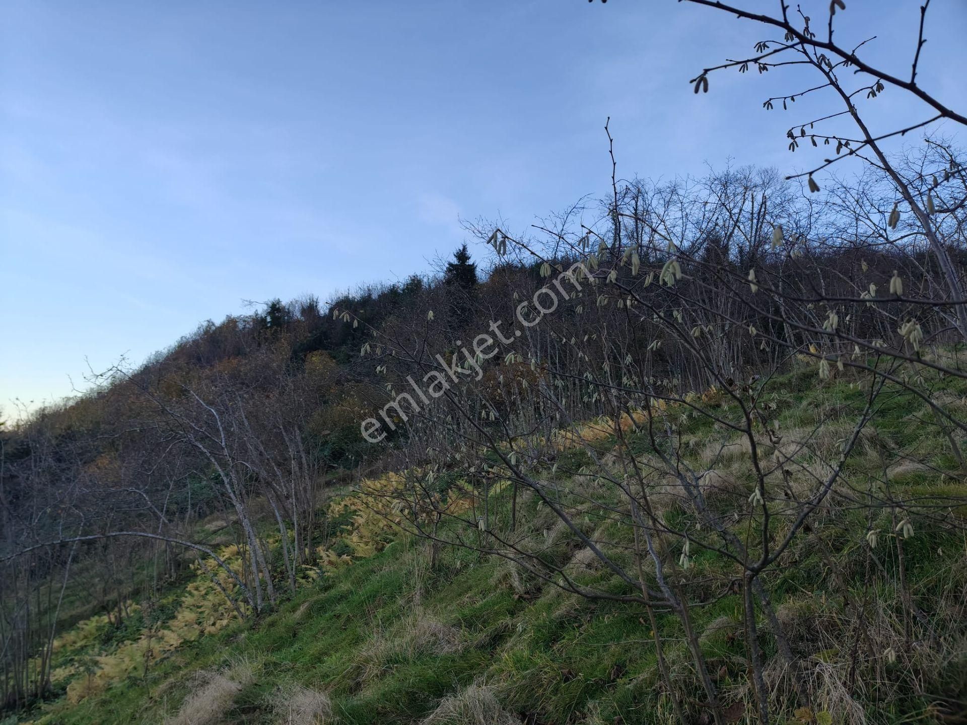 Trabzon Mağmat Kamışlı Satılık 9365 M2 Arsa - Görsel 6