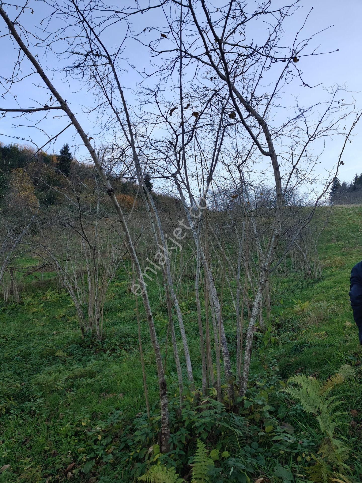 Trabzon Mağmat Kamışlı Satılık 9365 M2 Arsa - Görsel 28