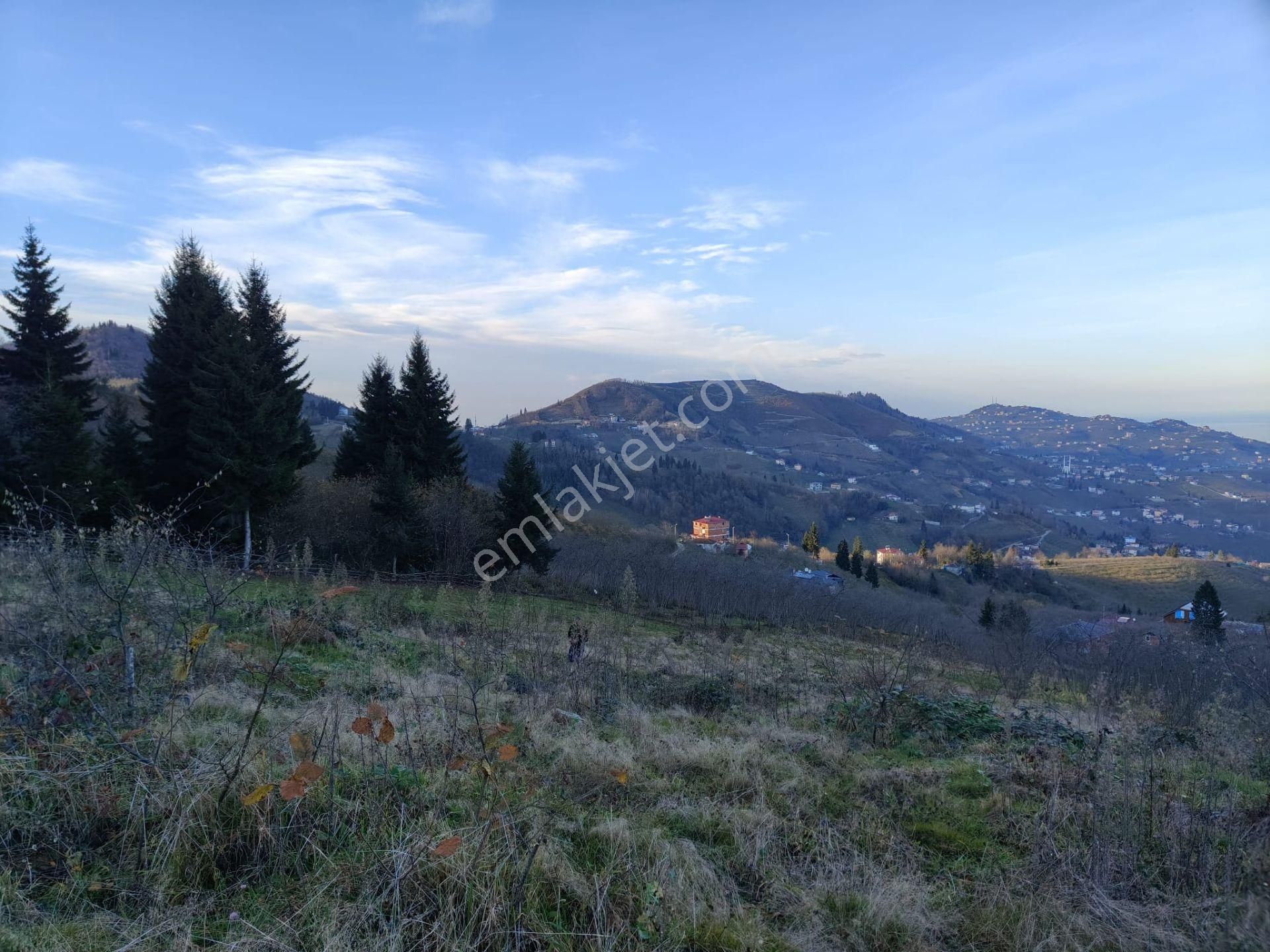 Trabzon Mağmat Kamışlı Satılık 9365 M2 Arsa - Görsel 14