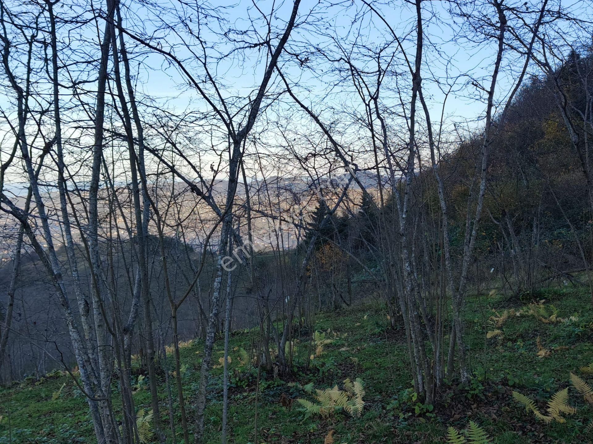 Trabzon Mağmat Kamışlı Satılık 9365 M2 Arsa - Görsel 18