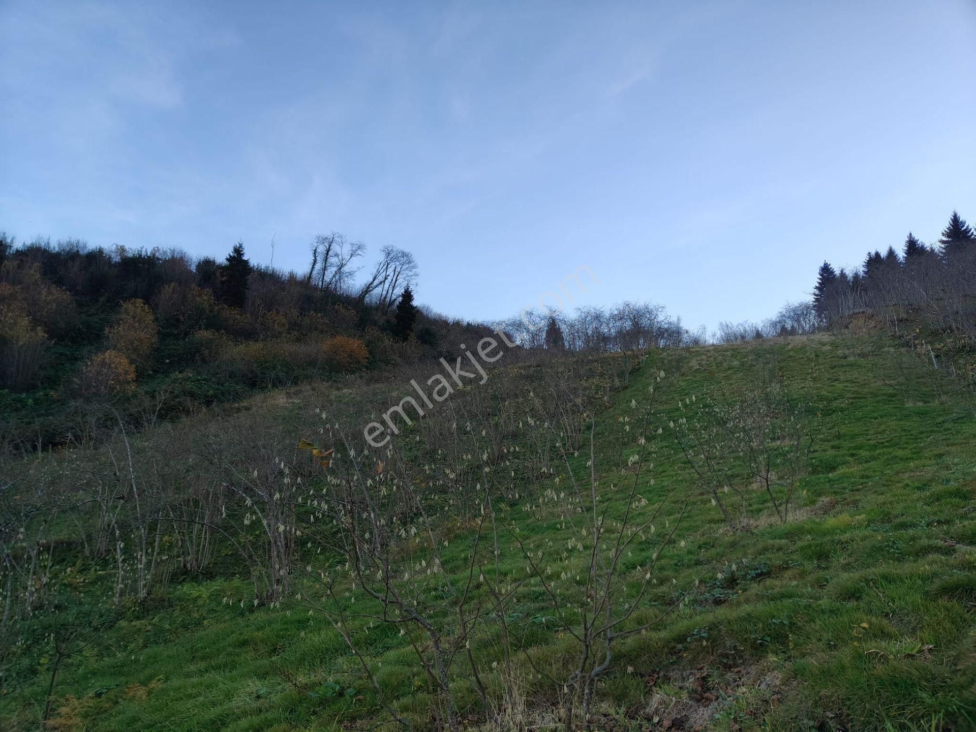 Trabzon Mağmat Kamışlı Satılık 9365 M2 Arsa - Görsel 3