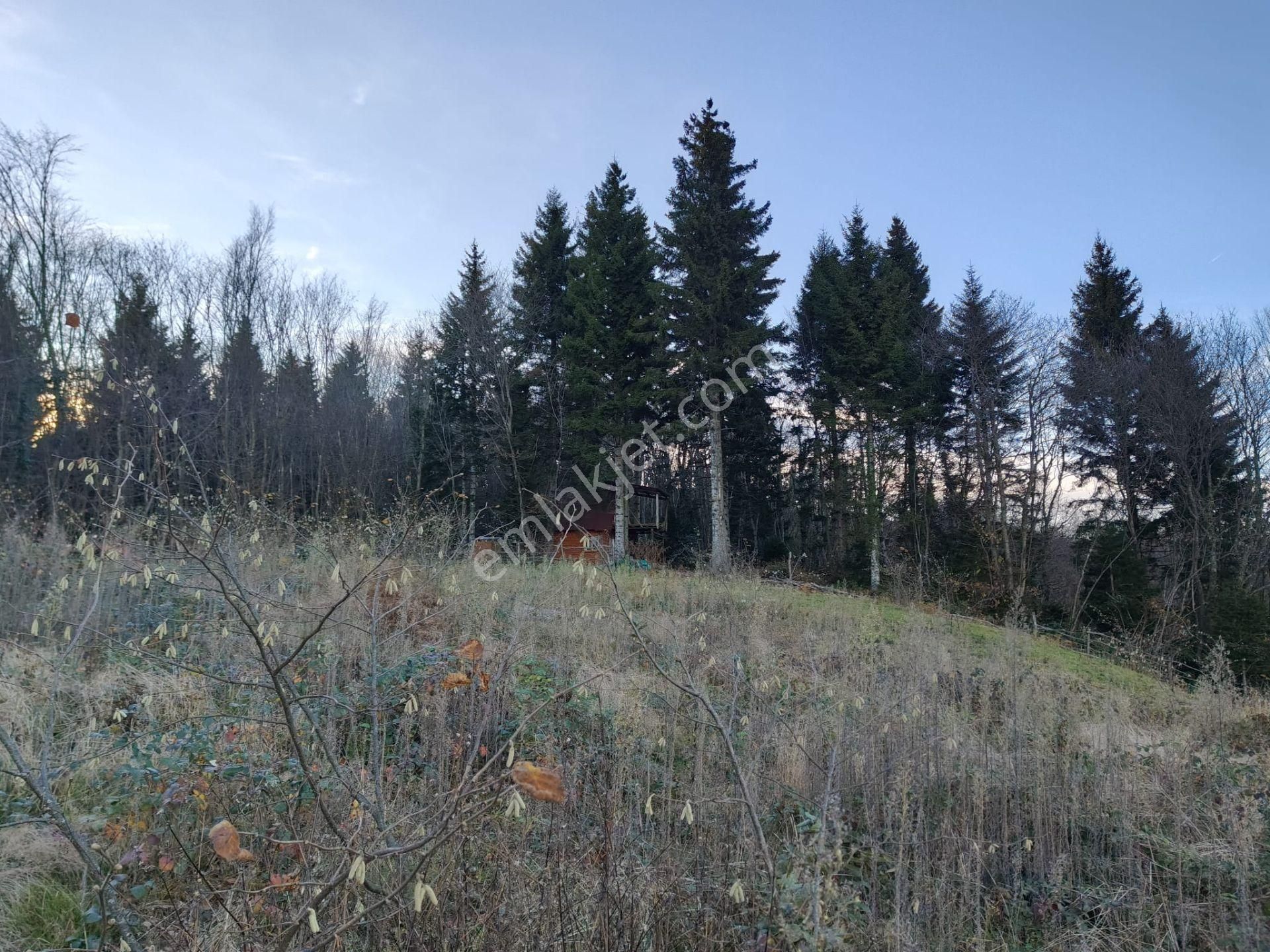 Trabzon Mağmat Kamışlı Satılık 9365 M2 Arsa - Görsel 9