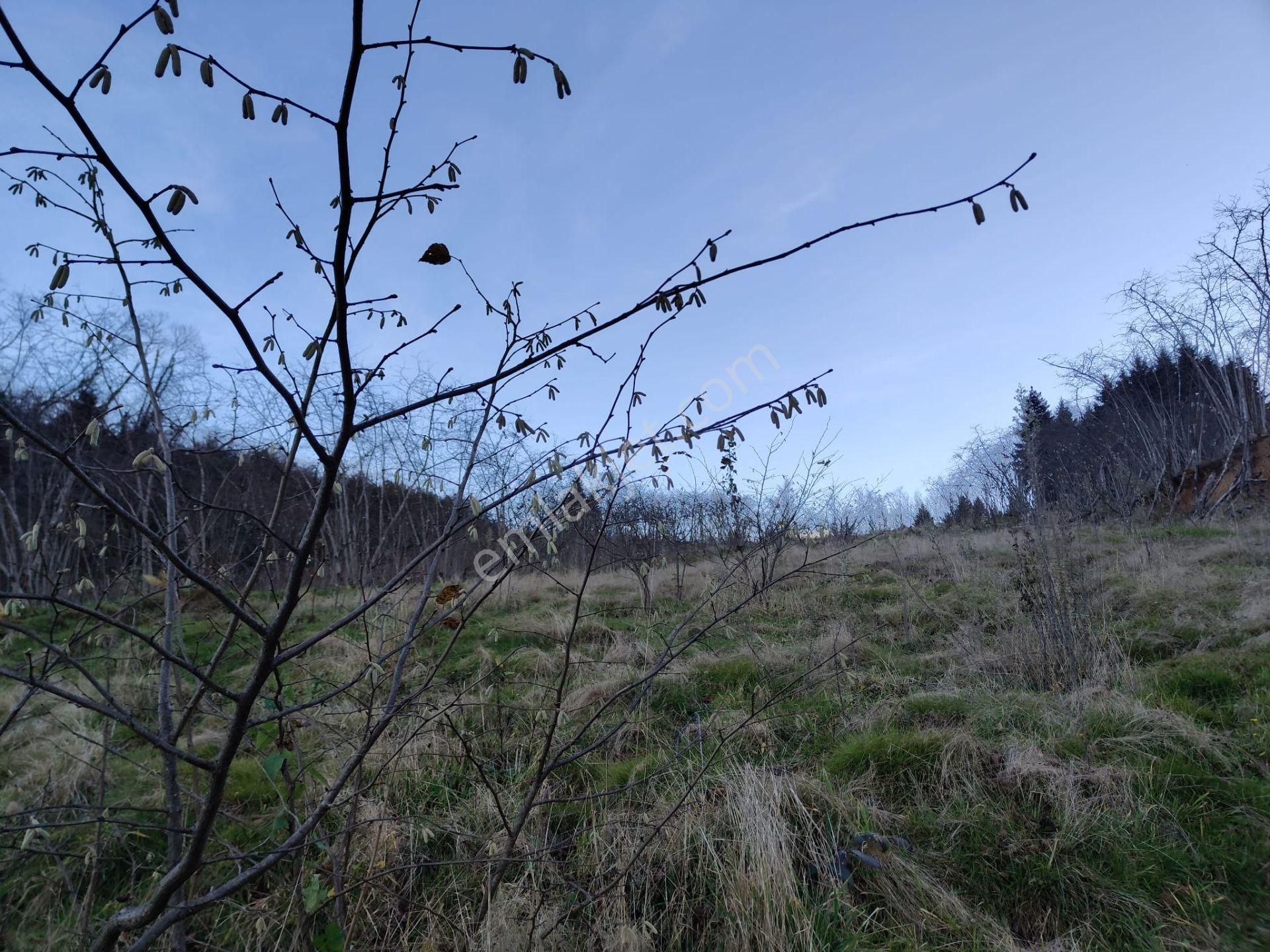 Trabzon Mağmat Kamışlı Satılık 9365 M2 Arsa - Görsel 7