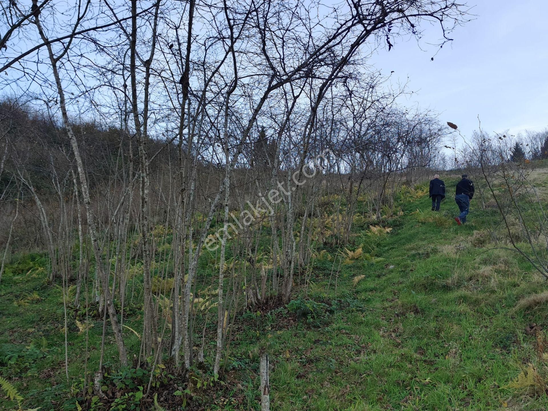 Trabzon Mağmat Kamışlı Satılık 9365 M2 Arsa - Görsel 19
