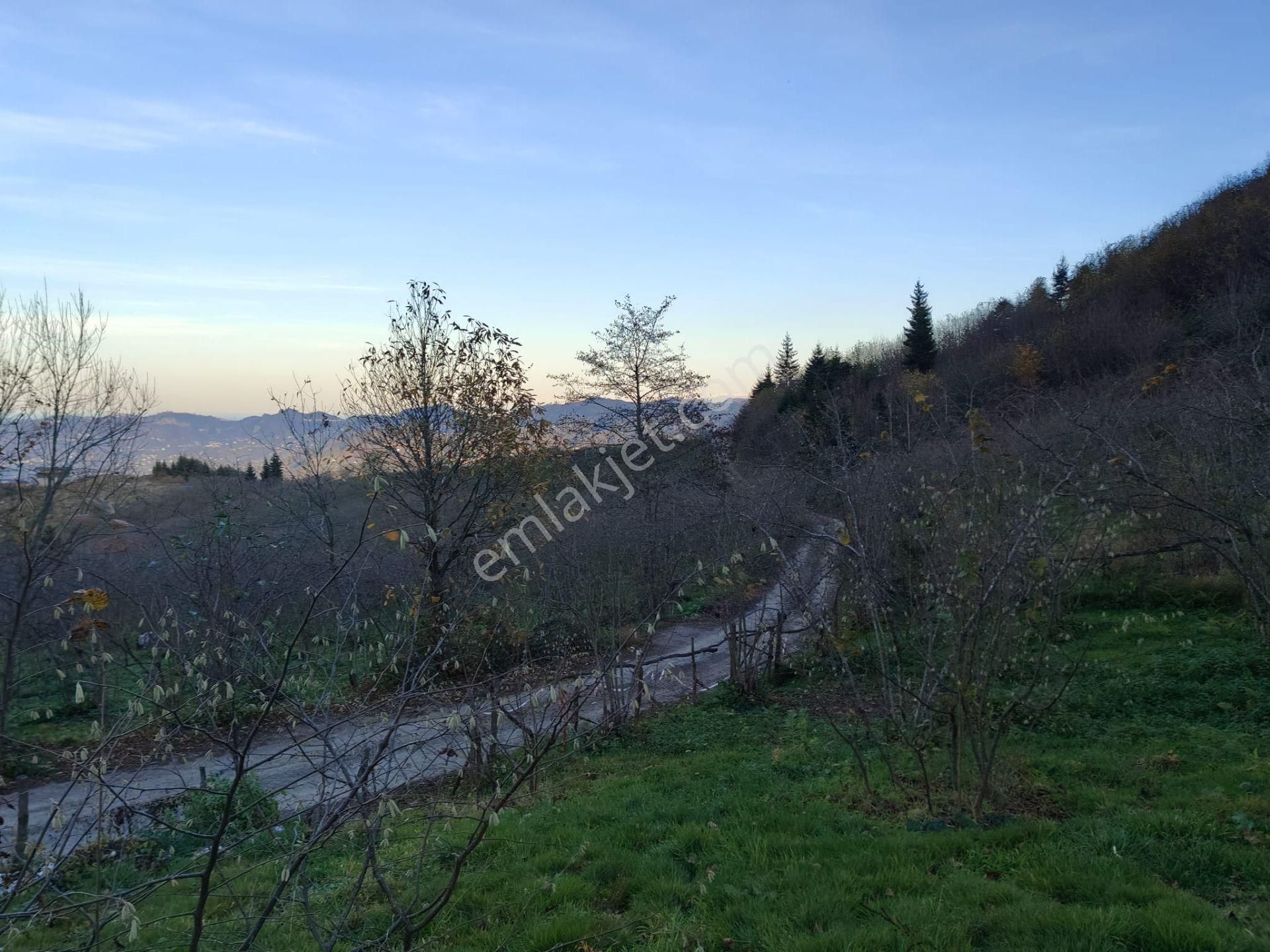 Trabzon Mağmat Kamışlı Satılık 9365 M2 Arsa - Görsel 2