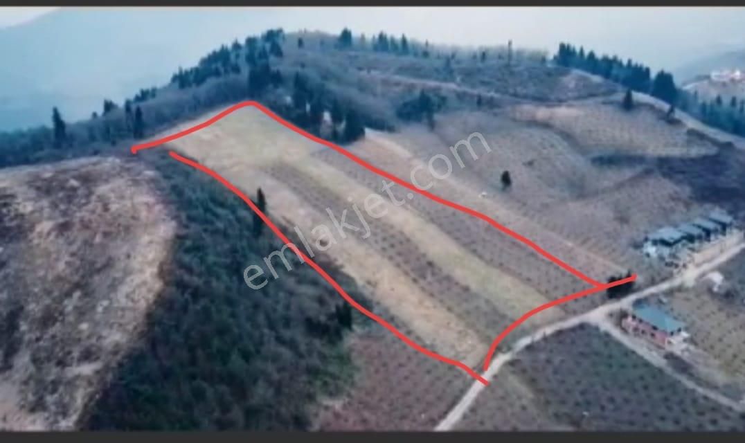 Trabzon Mağmat Kamışlı Satılık 9365 M2 Arsa - Görsel 31