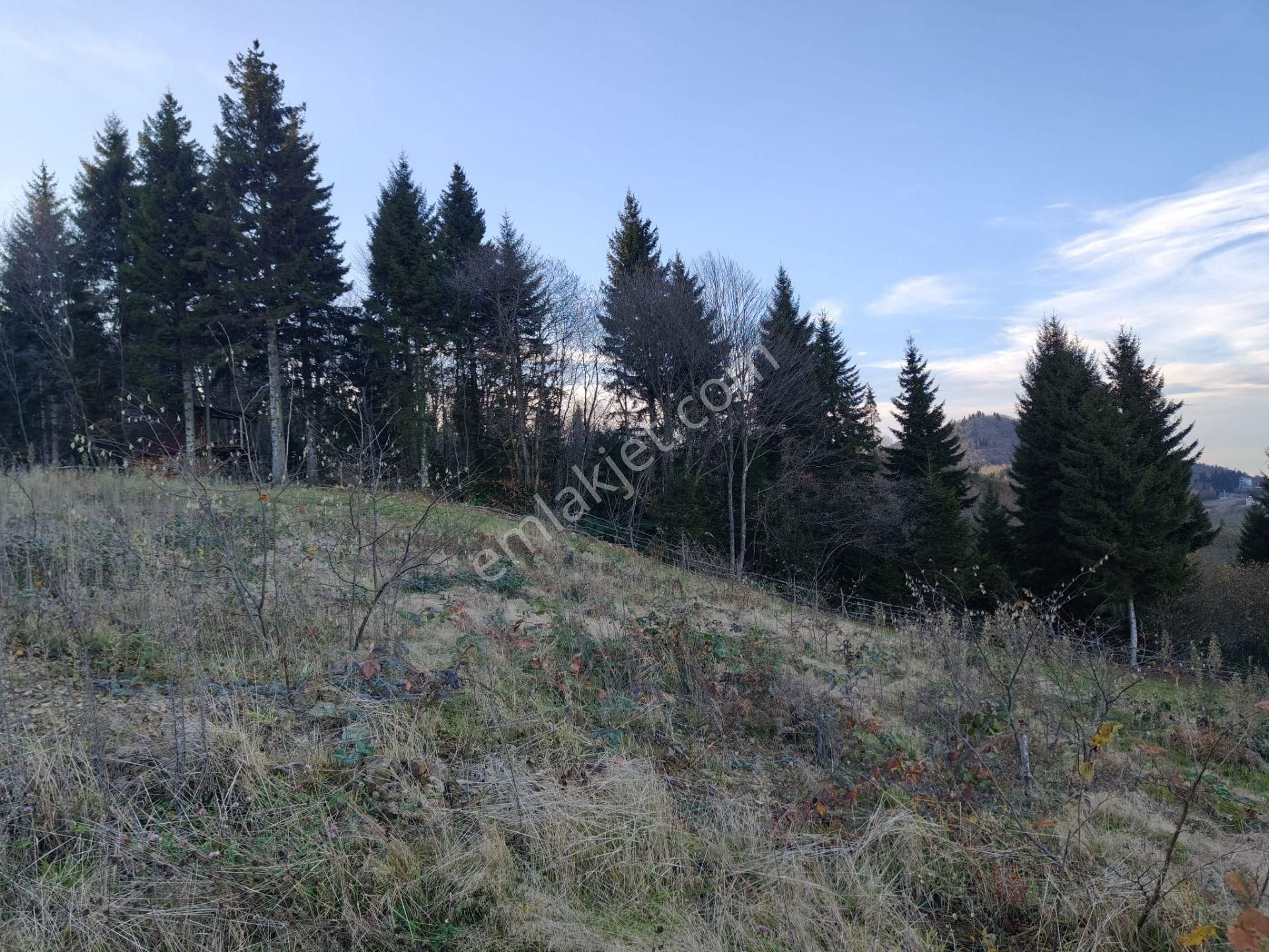 Trabzon Mağmat Kamışlı Satılık 9365 M2 Arsa - Görsel 16