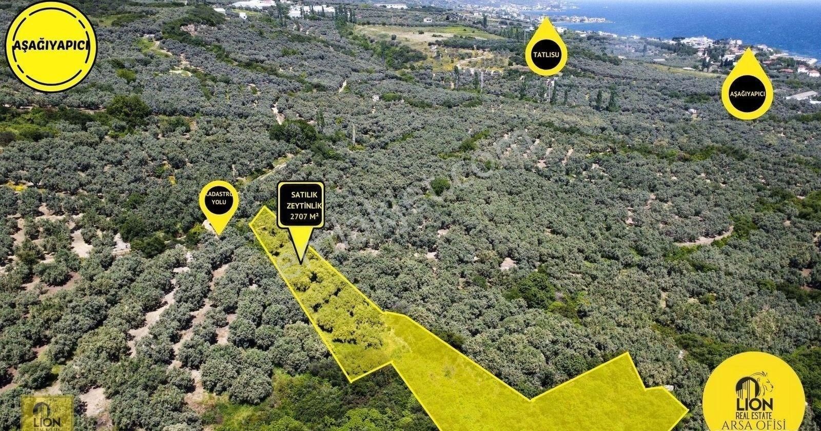 Erdek Aşağıyapıcı Mahallesi Yola Yakın Satılık 2707m² Satılık Zeytinlik