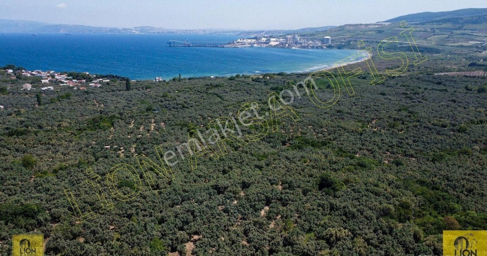 🟨⬛lıon Emlak'tan Erdek Aşağıyapıcı Mahallesi Yola Yakın Satılık 2707m² Satılık Zeytinlik⬛🟨 - Görsel 4