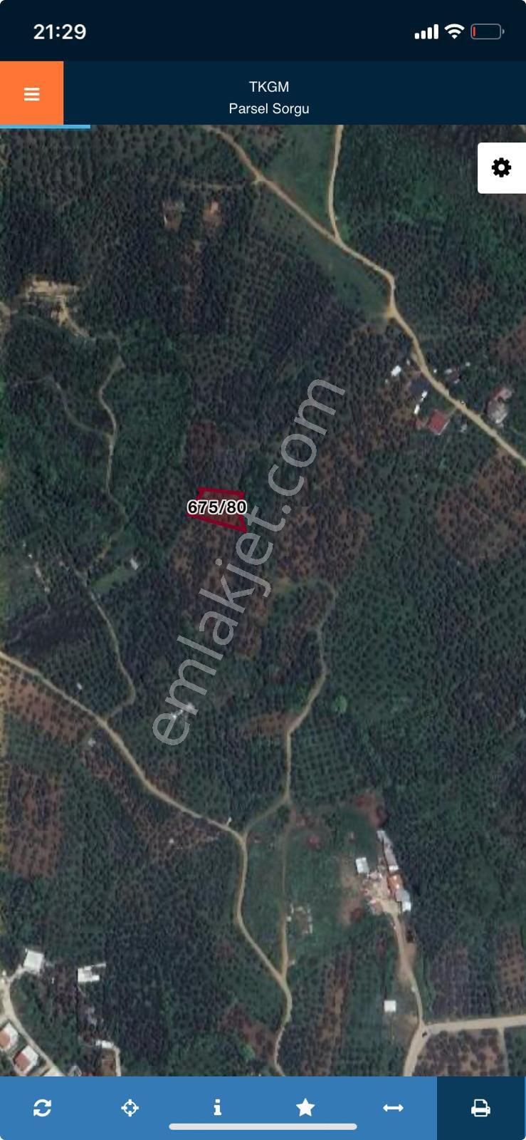 Yatırımlık Zeytinlik