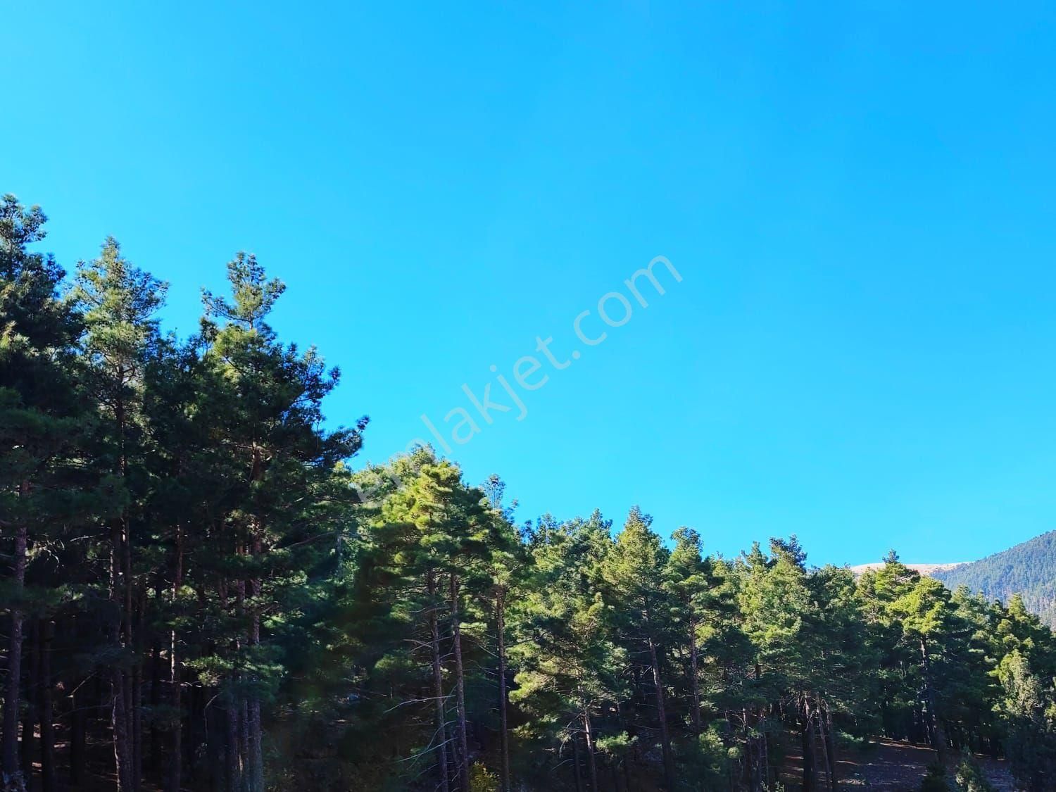 Pozantı Kar Emlak Tan Eski Konacık Yaylalık İmarlı 500 M2 Satılık Arsa
